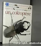 Qui suis-je ? un coléoptère vignette