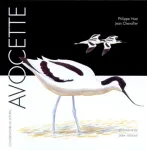 Avocette vignette