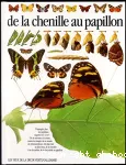 De la chenille au papillon vignette