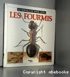Les fourmis vignette