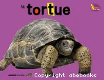 La tortue vignette
