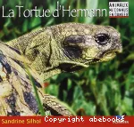 La tortue d'Hermann vignette